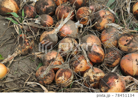 タマネギの収穫 78451134