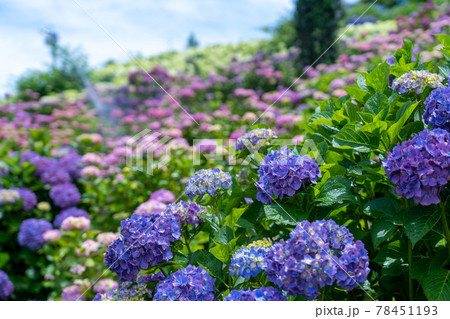 三重県津市　かざはやの里　あじさい祭りと周辺の風景 78451193