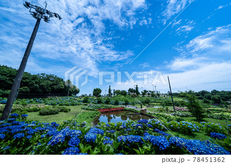 三重県津市　かざはやの里　あじさい祭りと周辺の風景 78451362