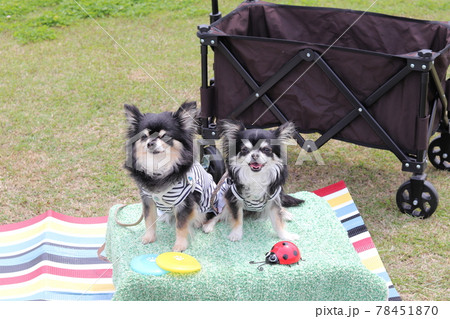 笑顔の仲良しチワワ ピクニック 犬 笑顔の仲良しチワワ ピクニック 犬 78451870