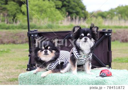 笑顔のチワワ アウトドア 多頭飼い 犬 笑顔のチワワ アウトドア 多頭飼い 犬 78451872