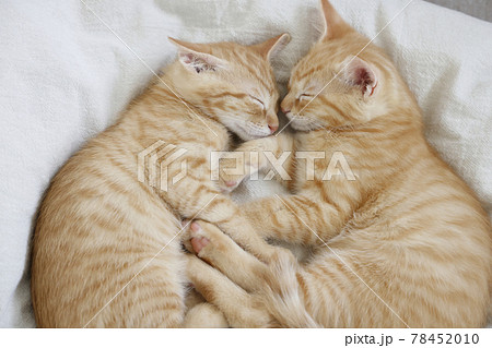 ねこちゃん親子の日常風景 78452010