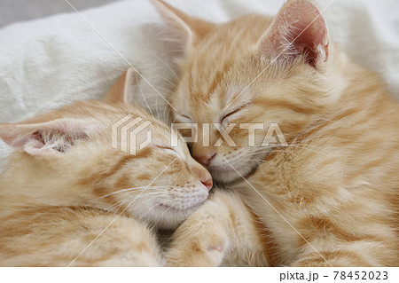 ねこちゃん親子の日常風景 78452023