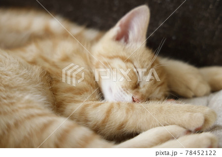ねこちゃん親子の日常風景 78452122