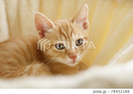 ねこちゃん親子の日常風景 ねこちゃん親子の日常風景 78452166