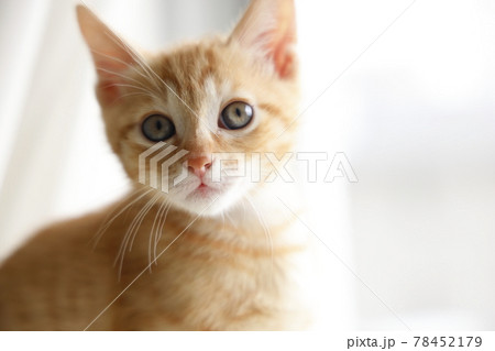 ねこちゃん親子の日常風景 ねこちゃん親子の日常風景 78452179