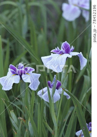 玉名市 高瀬 花菖蒲、 玉名市 高瀬 花菖蒲、 78452196