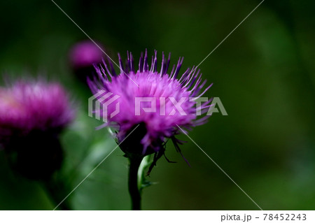 アザミ アザミ 78452243