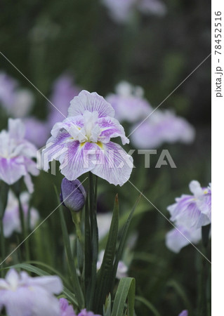 玉名市 高瀬 花菖蒲、 玉名市 高瀬 花菖蒲、 78452516