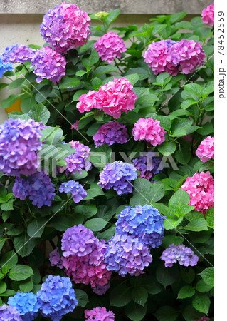 カラフルな紫陽花 カラフルな紫陽花 78452559