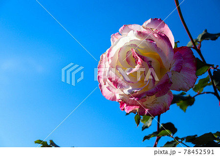 ピンク バラ 薔薇 ローズ 青空 天気	 78452591