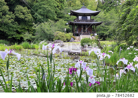 勧修寺の新緑と満開の紫陽花と花しょうぶ 78452682