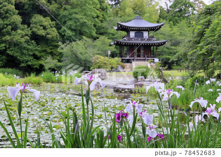 勧修寺の新緑と満開の紫陽花と花しょうぶ 勧修寺の新緑と満開の紫陽花と花しょうぶ 78452683