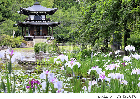 勧修寺の新緑と満開の紫陽花と花しょうぶ 78452686