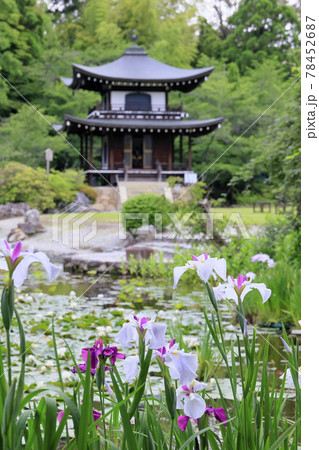 勧修寺の新緑と満開の紫陽花と花しょうぶ 78452687