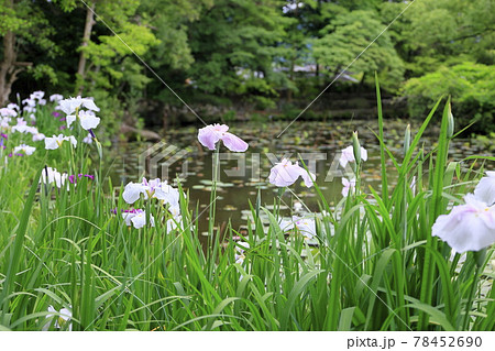 勧修寺の新緑と満開の紫陽花と花しょうぶ 78452690
