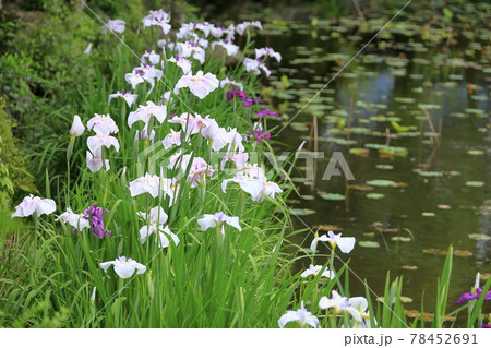 勧修寺の新緑と満開の紫陽花と花しょうぶ 勧修寺の新緑と満開の紫陽花と花しょうぶ 78452691