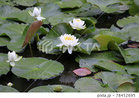 勧修寺の新緑と満開の紫陽花と花しょうぶ 78452695