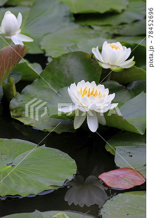 勧修寺の新緑と満開の紫陽花と花しょうぶ 78452696