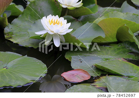 勧修寺の新緑と満開の紫陽花と花しょうぶ 勧修寺の新緑と満開の紫陽花と花しょうぶ 78452697