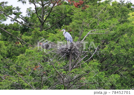勧修寺の新緑と満開の紫陽花と花しょうぶ 78452701