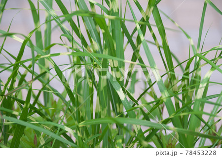 タカノハススキ タカノハススキ 78453228