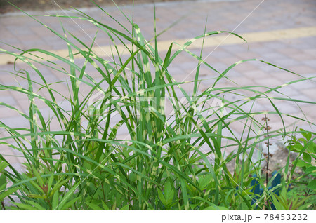 タカノハススキ タカノハススキ 78453232