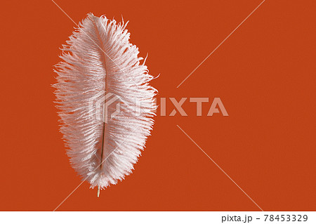 Ostrich feather over bright orange background 78453329