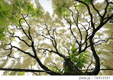 秋田十ノ瀬の藤の郷2021 78453597