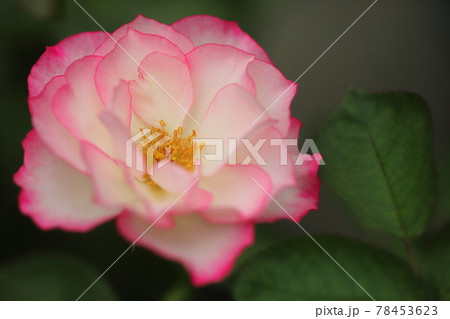 花巻温泉のバラ園2021 花巻温泉のバラ園2021 78453623