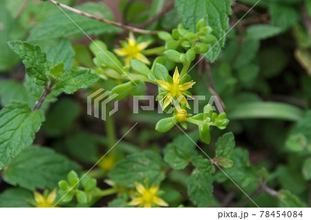 コモチマンネングサ 78454084