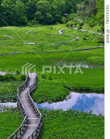初夏のたきがしら湿原 初夏のたきがしら湿原 78454191