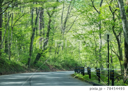 新緑の散歩道 78454493
