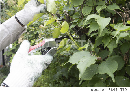 庭木の枝切りをする造園業の作業員の手元 78454530