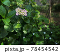 アジサイ 78454542
