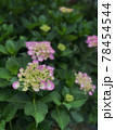 紫陽花 78454544