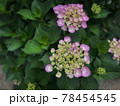 あじさい 78454545