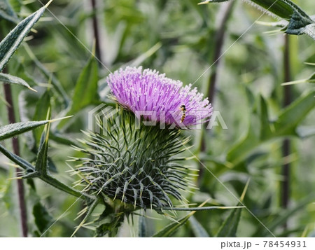 アメリカオニアザミ 78454931