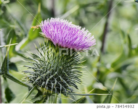 アメリカオニアザミ 78454932