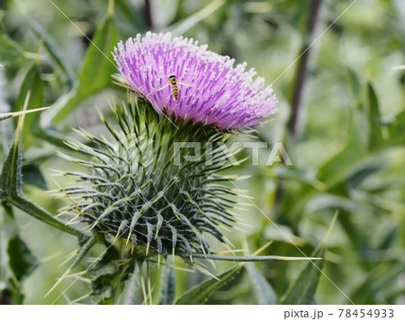 アメリカオニアザミ 78454933