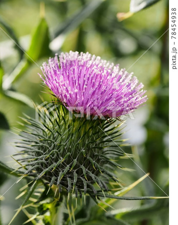 アメリカオニアザミの写真素材