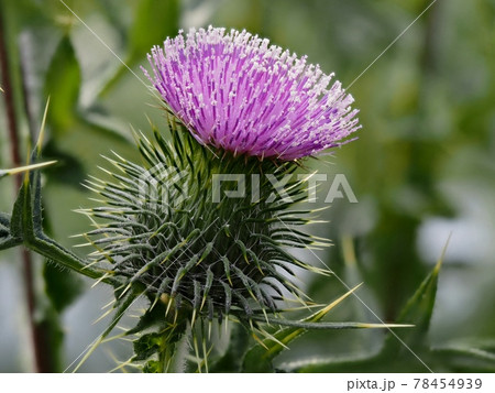 アメリカオニアザミの写真素材