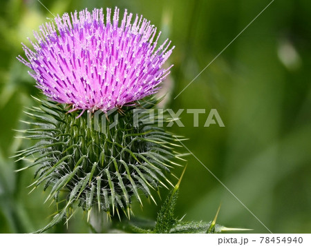 アメリカオニアザミ 78454940