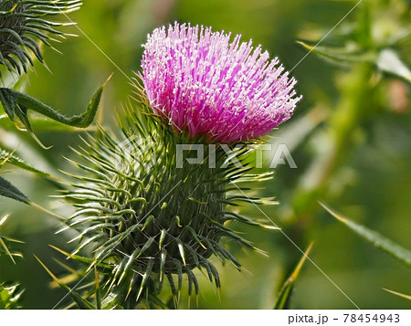 アメリカオニアザミ 78454943