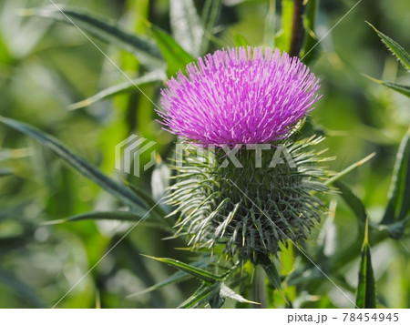 アメリカオニアザミの写真素材