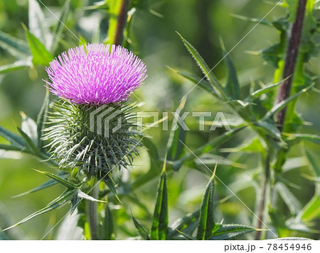 アメリカオニアザミ 78454946