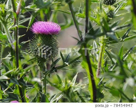 アメリカオニアザミ 78454947