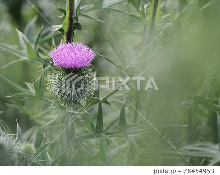 アメリカオニアザミの写真素材