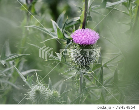 アメリカオニアザミ アメリカオニアザミ 78454954