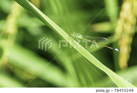 Close up of dragonfly. Beautiful detail of Blue-tailed damselfly during summer day 78455249